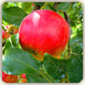 りんご